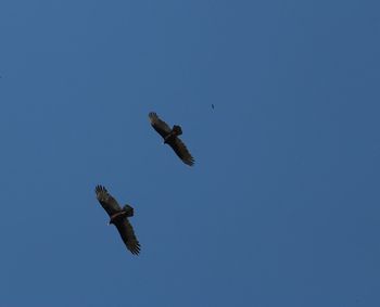 Low angle view of birds flying in sky