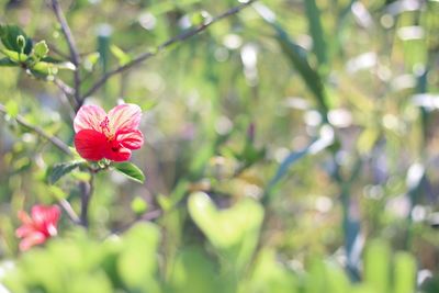 Close-up of pink flowering plant