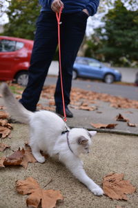 Low section of person with dog