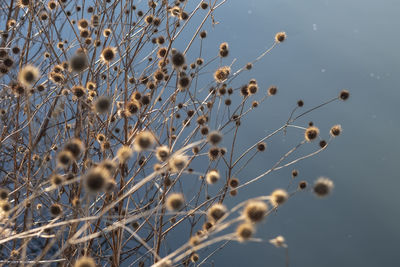 Low angle view of spider web on plant against sky