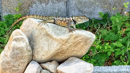 Close-up of lizard on rock