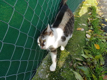 High angle view of cat outdoors