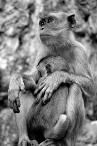 Close-up of two monkeys on tree