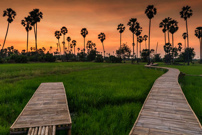 Bamboo walking footpath trail of paddy rice field and sugar palm tree with twilight sky at dusk