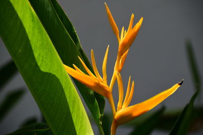 Close-up of yellow flower plant