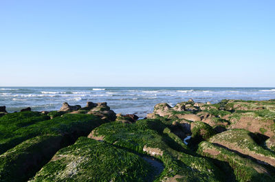 Scenic view of beach against clear sky