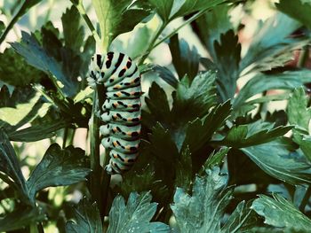 Close-up of insect on plant