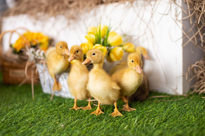 Chickens on grassy field