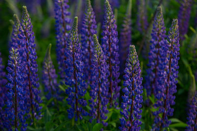 Blue and purple lupines blooming in june on a sandy slope