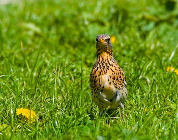 Close-up of a bird perching on a field