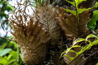 Close-up of dry leaves on tree