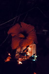 Close-up of illuminated red flower