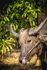 Water buffalo on field against trees