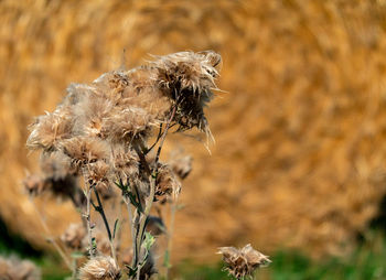 Close-up of wilted flower on field