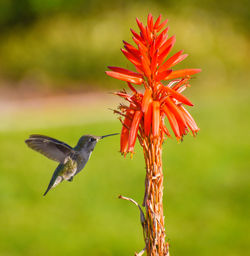 Beautiful green feathered anna hummingbird drinking nectar out of tropical orange colored flower 