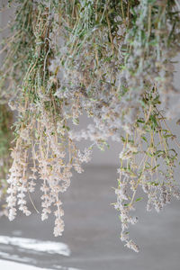 Close-up of white flowering tree