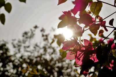 Low angle view of pink flowers on tree