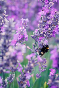 Close-up of bee on purple flowers