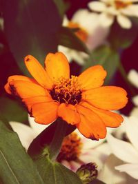 Close-up of yellow flower