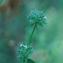 Close-up of purple flowers