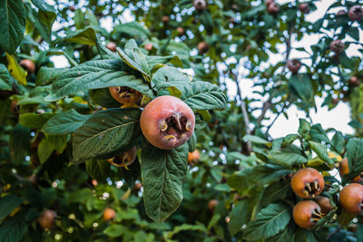 Ripe medlar fruits on tree branches.