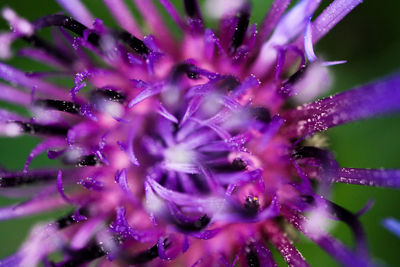 Close-up of purple flowering plant