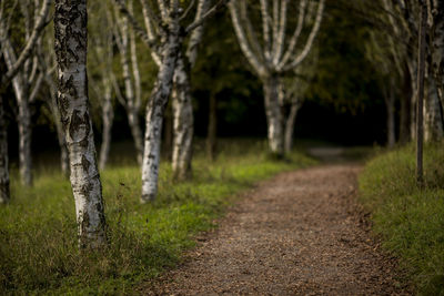Empty country road along trees in forest