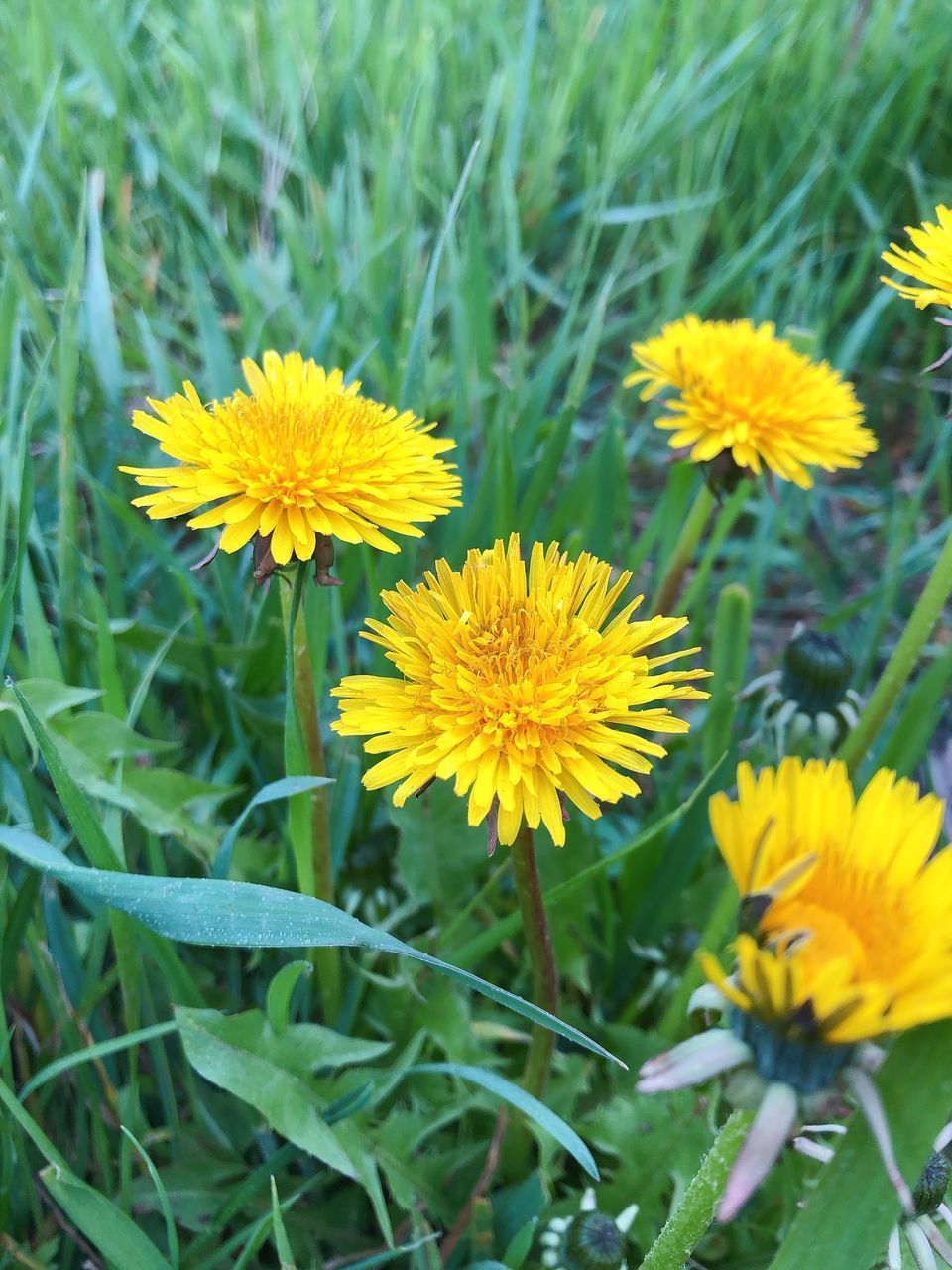 CLOSE-UP OF YELLOW FLOWERING PLANT