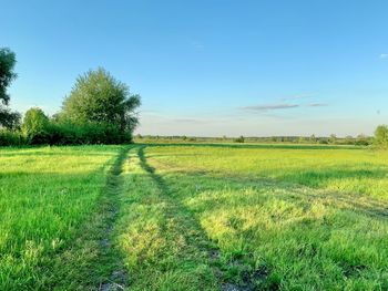 Scenic view of field against blue sky