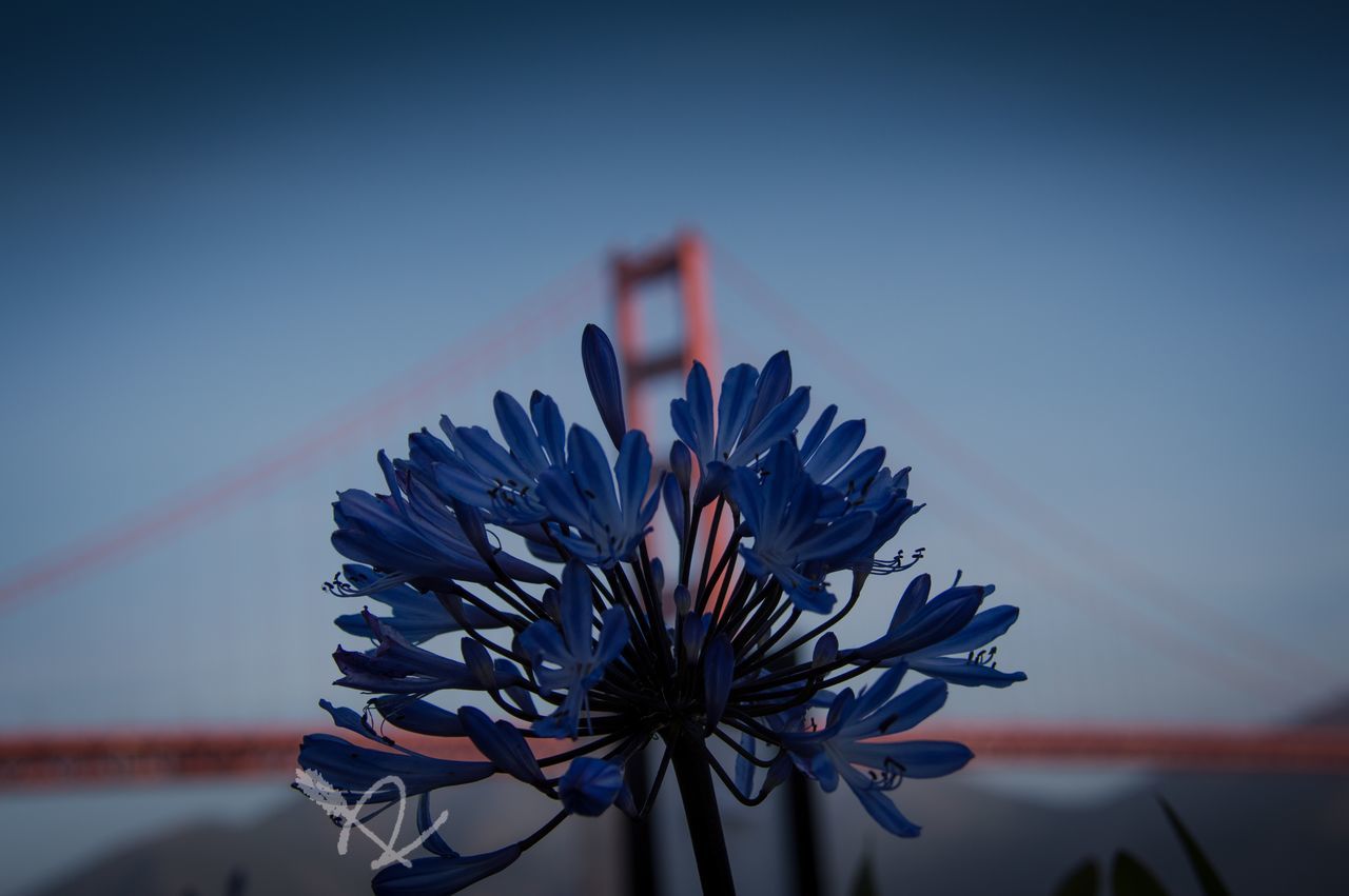 sky, flower, close-up, clear sky, low angle view, focus on foreground, beauty in nature, fragility, nature, blue, growth, copy space, outdoors, plant, no people, dusk, flower head, sunlight, day, silhouette