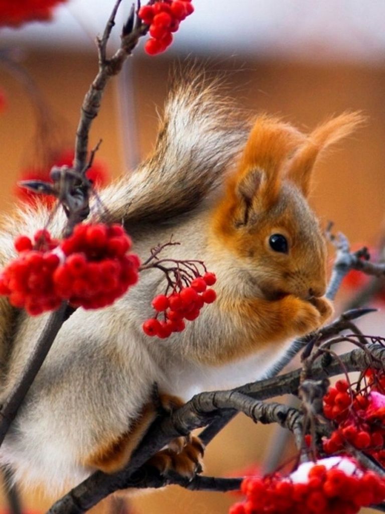 animal themes, one animal, red, animals in the wild, domestic animals, close-up, focus on foreground, wildlife, selective focus, pets, two animals, mammal, indoors, fruit, no people, feeding, young animal, flower, food and drink, food