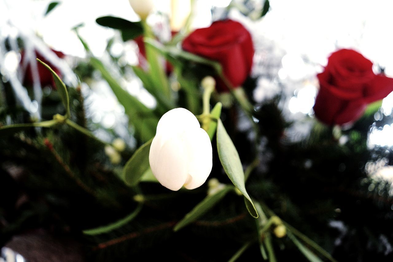 CLOSE-UP OF WHITE ROSE FLOWER