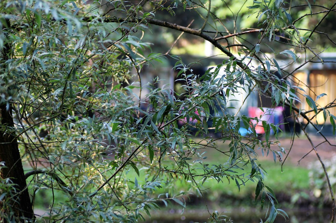 CLOSE-UP OF PLANTS ON TREE