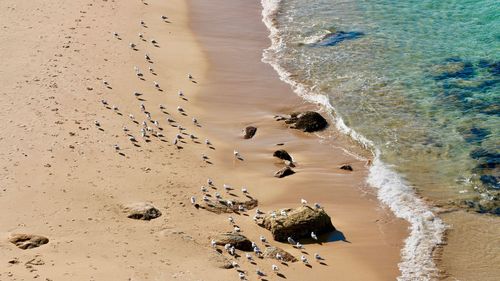 High angle view of birds on beach