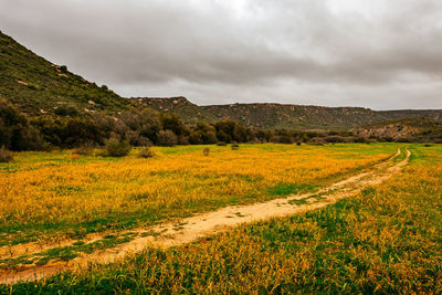 Scenic view of field against sky