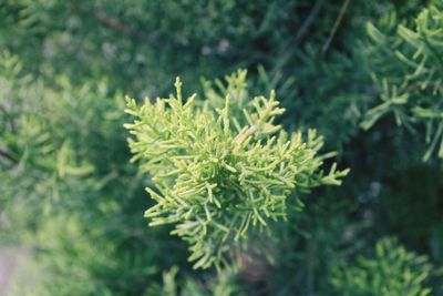 Close-up of pine tree leaves