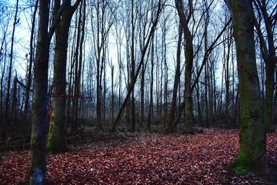 Trees in forest during autumn