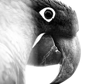 Close-up of a bird