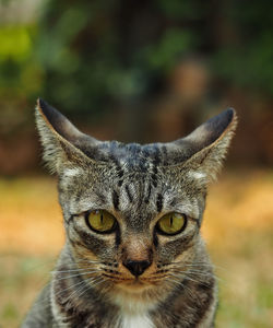 Close-up portrait of tabby cat