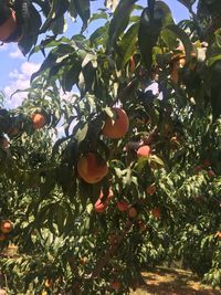 Fruits growing on tree