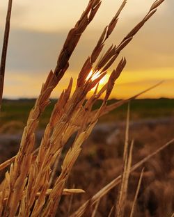 Close-up of stalks in field against sky