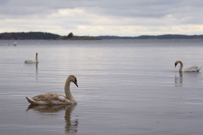 White swan family on the baltic sea coast in finland