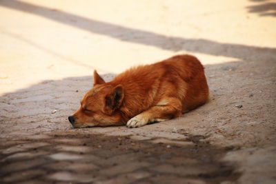 Fox sleeping on ground