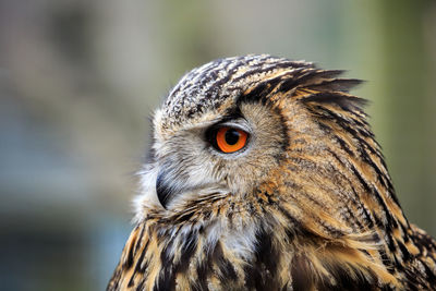 An eurasian eagle owl