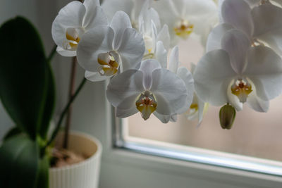 Close-up of white orchids