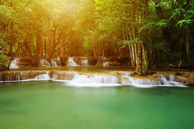 Scenic view of waterfall in forest