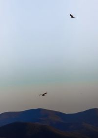 Bird flying over mountain against sky