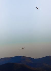 Bird flying over mountain against sky