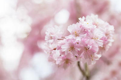 Close-up of pink cherry blossoms