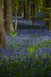 View of purple flowering plants in forest